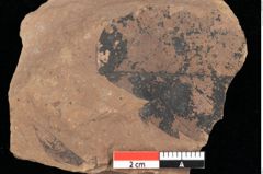 Foto (Detailansicht) von Pinus hepios Unger (NHMW-GEO-2024-0188-0222)
